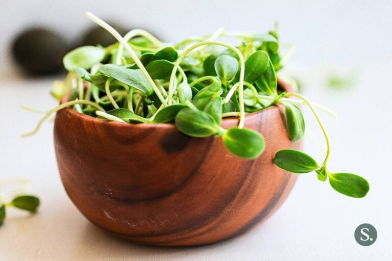 A Guide to Sunflower Sprouts
