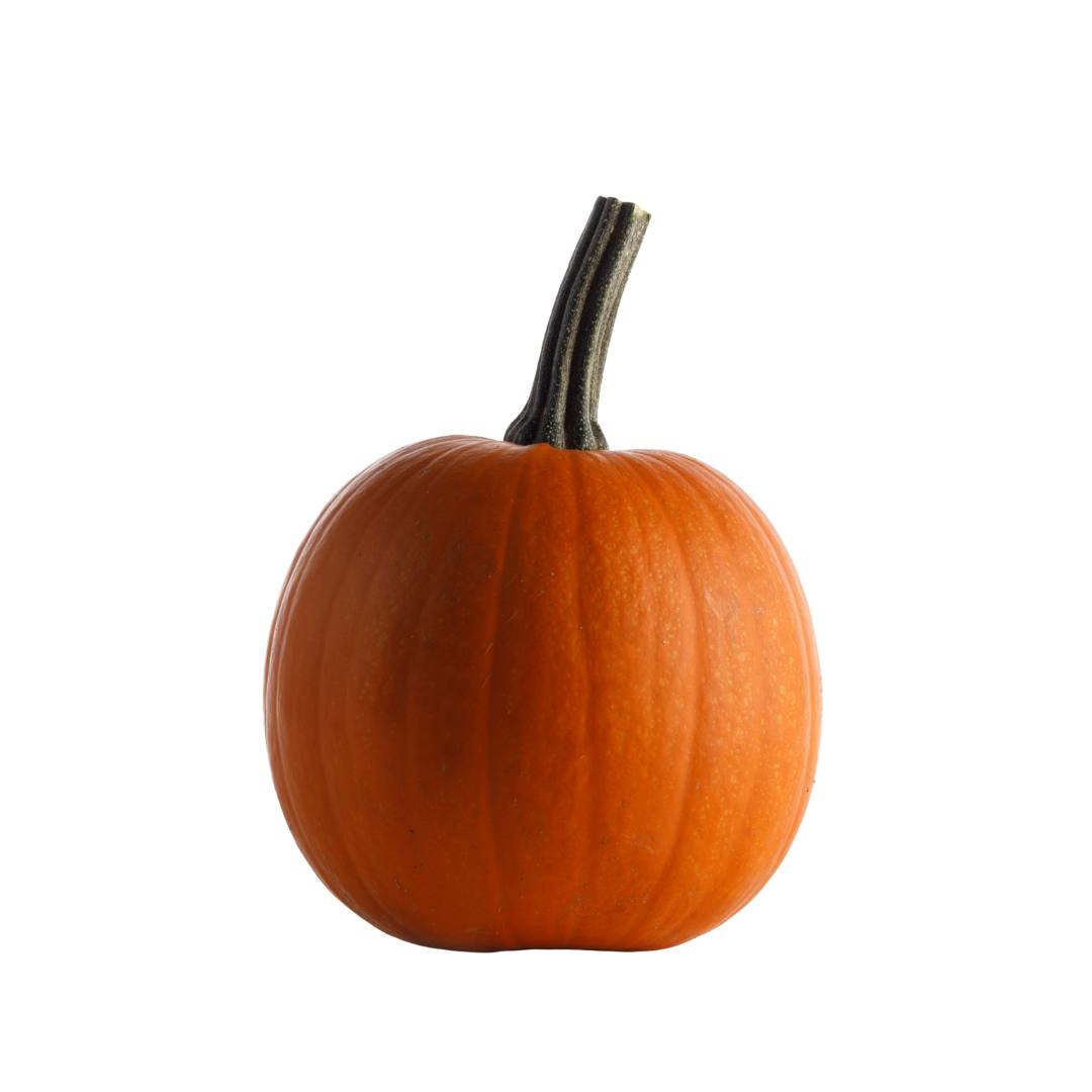 Butternut Squash Alternative Sugar Pie Pumpkin