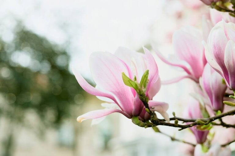 Pink magnolia flowers in bloom with green buds and a blurred landscape in the background.