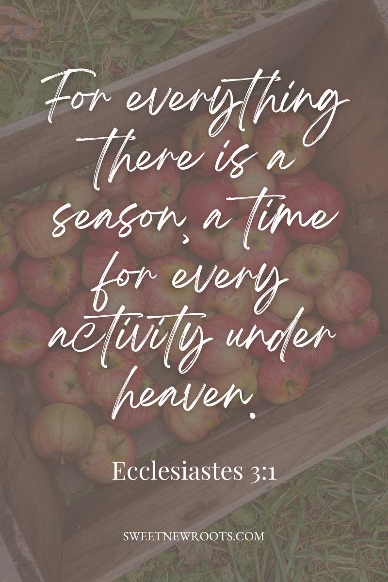 11 Bible Verses About Harvest, Faith and Provision