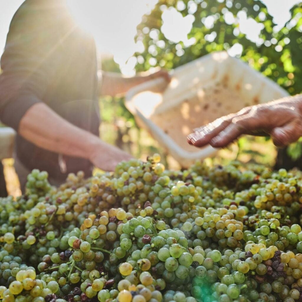 An image of farmers harvesting green grapes in a vineyard with sunlight bursting through the vines.