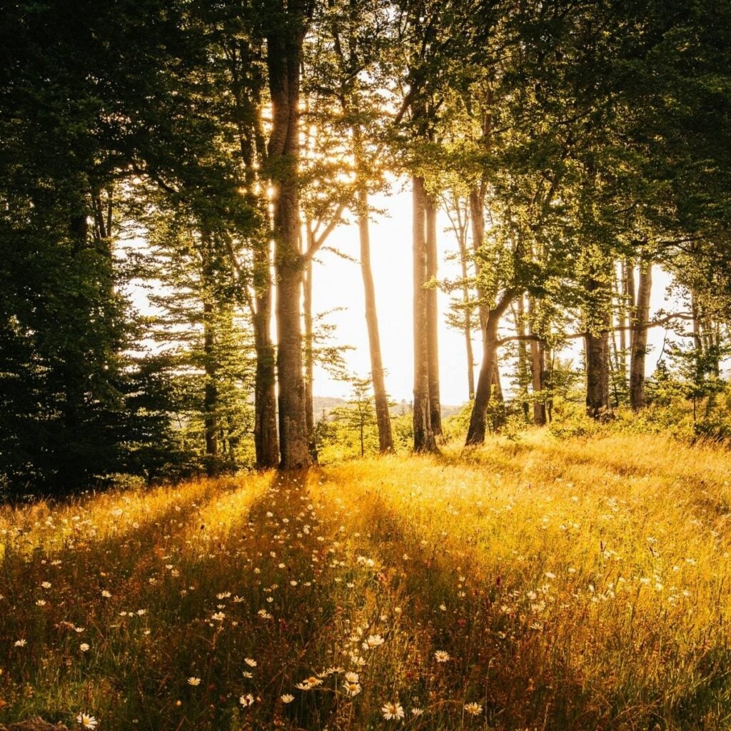 An image of tall trees with golden hour sunlight streaming through the trees into a meadow of tall wild grass and daisies.